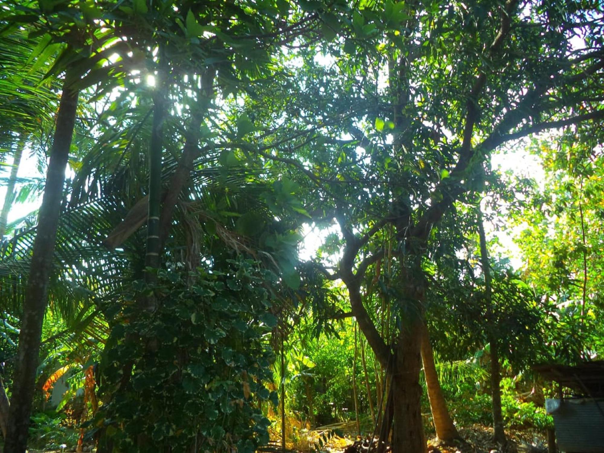 N S K Green Villa 锡吉里亚 外观 照片