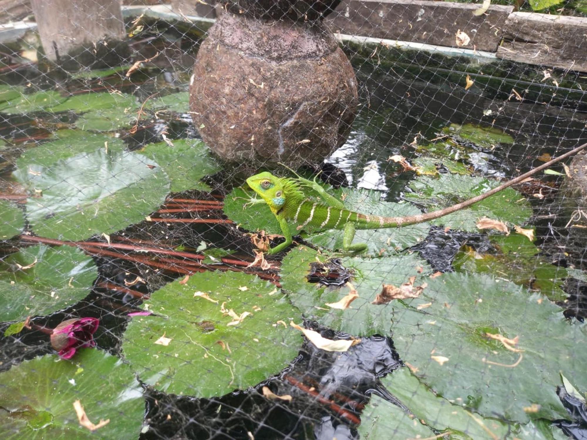 N S K Green Villa 锡吉里亚 外观 照片